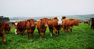 Buy stock photo Agriculture, portrait or cattle in field with grass, conservation or sustainable farming with landscape. Organic, livestock or animal in countryside for ecology, meat or milk production on cow ranch.