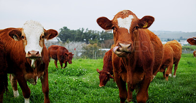 Buy stock photo Agriculture, portrait and cows in field with landscape, conservation and sustainable farming on ranch. Organic, livestock and animal in countryside with eating, meat and milk production in Ireland.