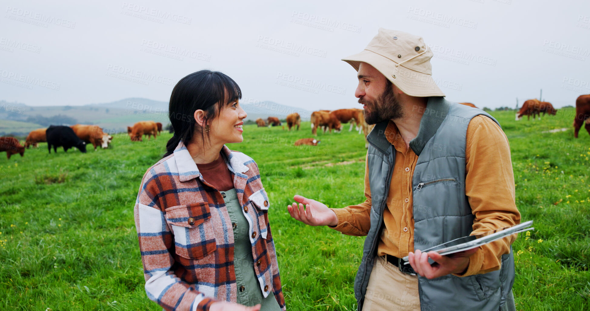 Buy stock photo Happy couple, farming or discussion with tablet or livestock for breeding cattle in countryside. Man, woman or farmers with technology, cow or animals for agro production or development in nature
