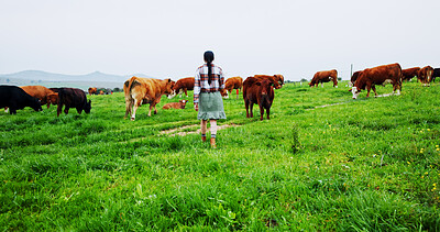 Buy stock photo Back, woman or walking on farm with cows for livestock, meat production or sustainable dairy business. Farmer, female person and journey in field for grass fed cattle, animals or organic agriculture.