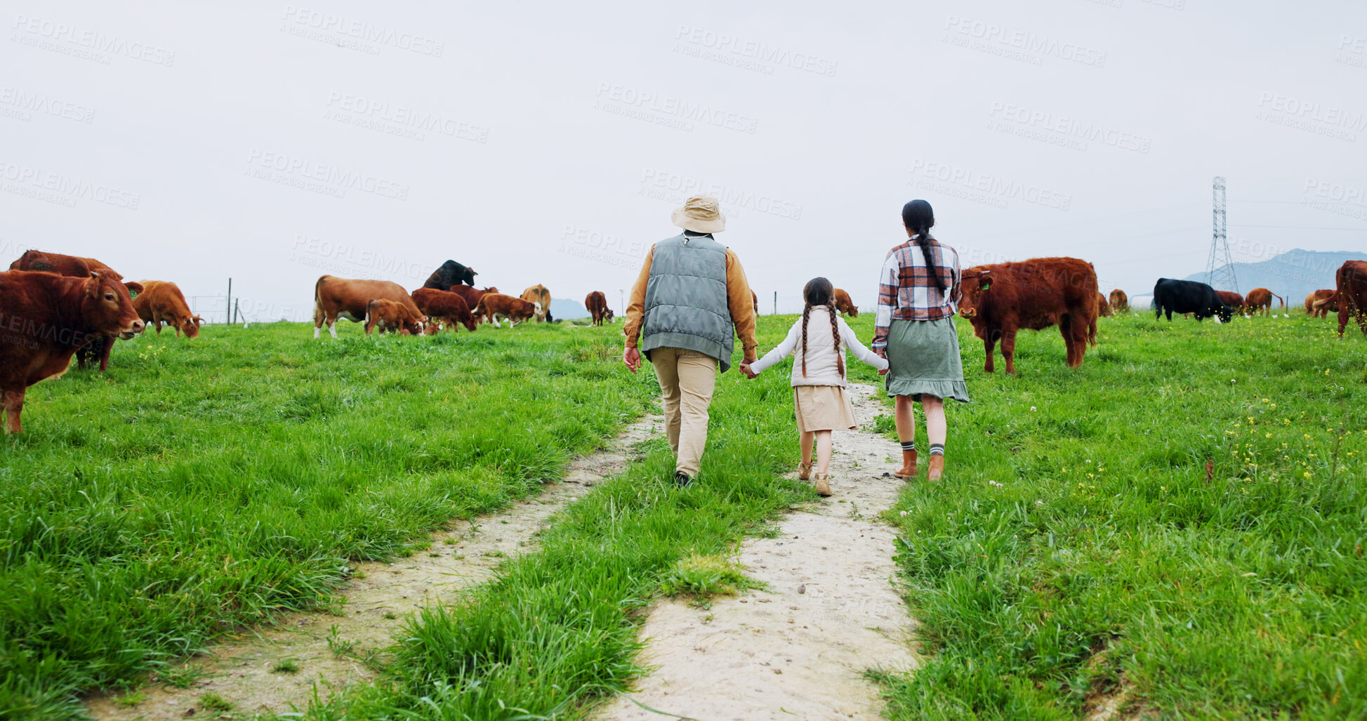 Buy stock photo Farm, cows and back of parents with child in field for bonding, sustainability and agriculture. Family, countryside and mom, dad and girl holding hands for walking, cattle production and environment