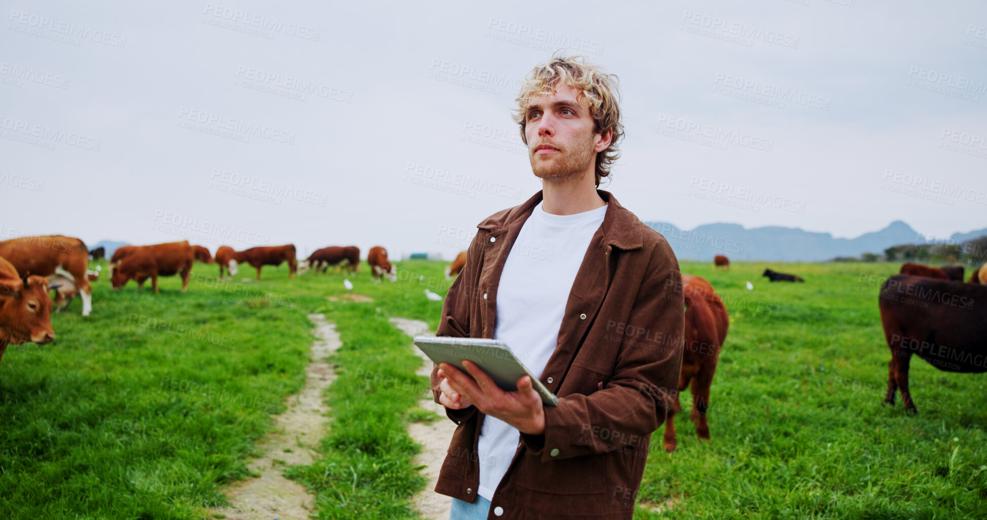 Buy stock photo Man, tablet and thinking with farming, cattle or checklist for livestock management with space. Person, farmer and cows with app, review and agriculture with food production report in countryside