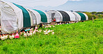 Rural, chickens or animals on farm for agriculture, meat production and free range egg business. Countryside, group of birds in field for eating grass, sustainable poultry or agro livestock industry.
