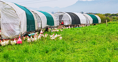 Buy stock photo Rural, chickens or animals on farm for agriculture, meat production and free range egg. Countryside, group of birds in field for eating grass, sustainable poultry or agro livestock industry.