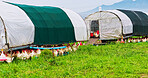 Agriculture, field and animals with chicken on farm for growth, environment and grass meadow. Poultry, free range livestock and sustainability with hens in countryside for organic eggs and coop