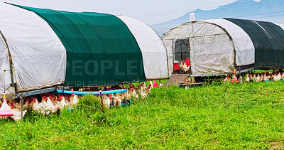 Buy stock photo Agriculture, field and animals with chicken on farm for growth, environment and grass meadow. Poultry, free range livestock and sustainability with hens in countryside for organic eggs and coop