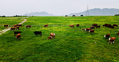 Buy stock photo Landscape, environment and cow on farm for agriculture, grazing and livestock for sustainable dairy. Aerial, conservation and animal on field with eating, meat or milk industry on cattle ranch.