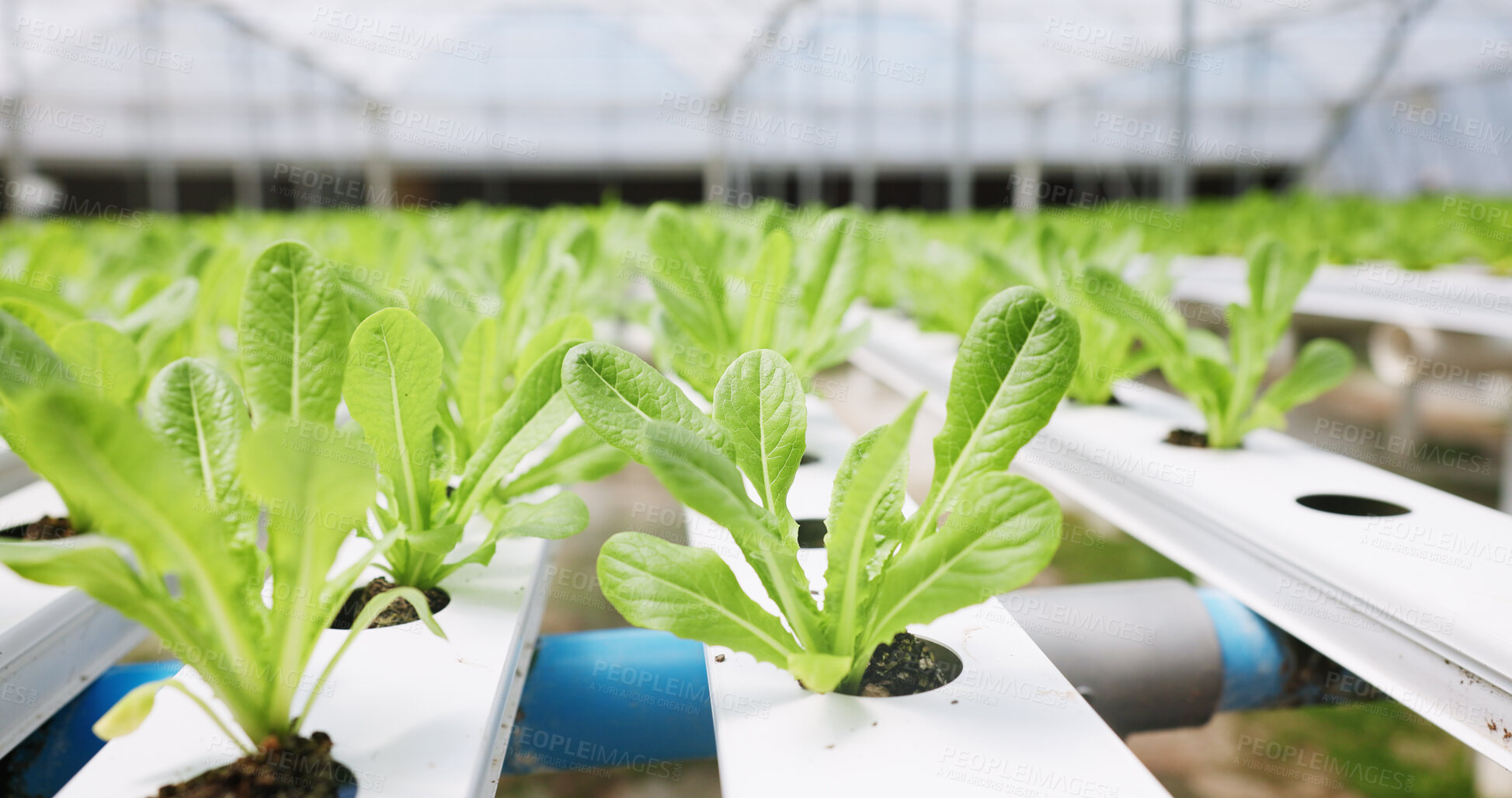 Buy stock photo Plants, growth and sustainability in greenhouse, crops and eco friendly for vegetables or structure. Healthy, produce and environment for food production, hydroponic farming or agriculture innovation