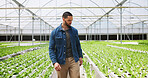 Man, greenhouse and farm with plants for agriculture, natural growth or harvest production. Male person, farmer or sustainability with leaves for food, crops or resources with soil for conservation