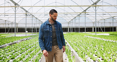 Buy stock photo Man, greenhouse and farm with plants for agriculture, natural growth or harvest production. Male person, farmer or sustainability with leaves for food, crops or resources with soil for conservation