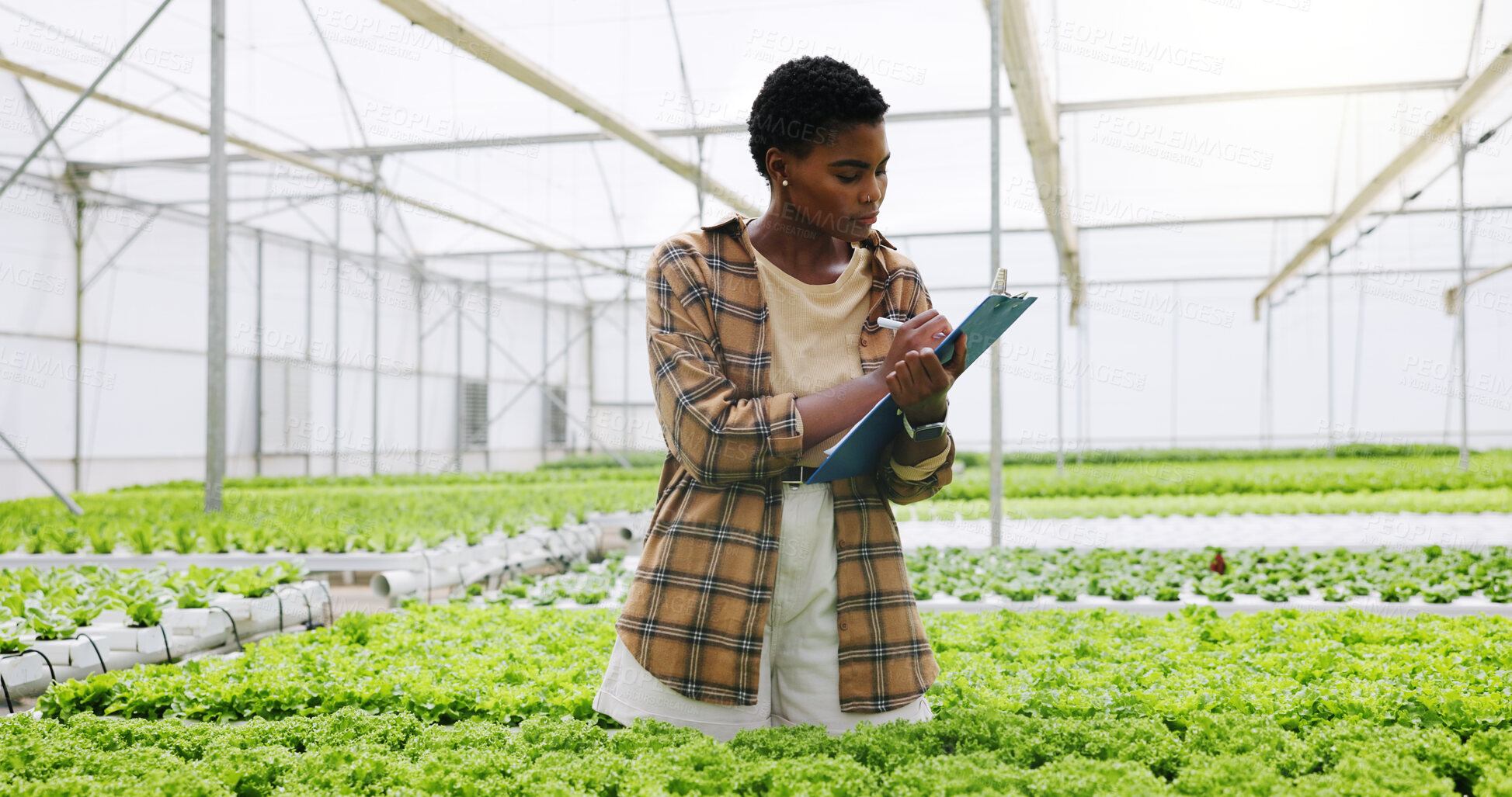 Buy stock photo Woman, writing and inspection in greenhouse, plants and sustainability for crops and horticulturist. Agriculture, hydroponic farming and black person with clipboard for quality assurance and notes