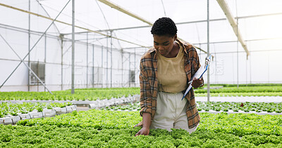 Buy stock photo Black woman, agriculture and greenhouse with plant production for harvest, crops or food. Female person, farmer or monitoring natural growth for sustainability, conservation or agro business in farm
