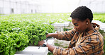 Farm, inspection and black woman with plants in greenhouse for growth, crops or quality assurance. Agriculture, check and person with organic produce, healthy harvest or vegetables for sustainability
