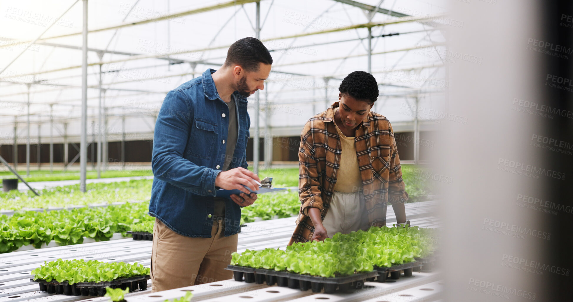 Buy stock photo Farm, checklist and people with plants in greenhouse for inspection for growth, produce and health. Agriculture, sustainability and farmers with clipboard for organic crops, harvest and vegetables