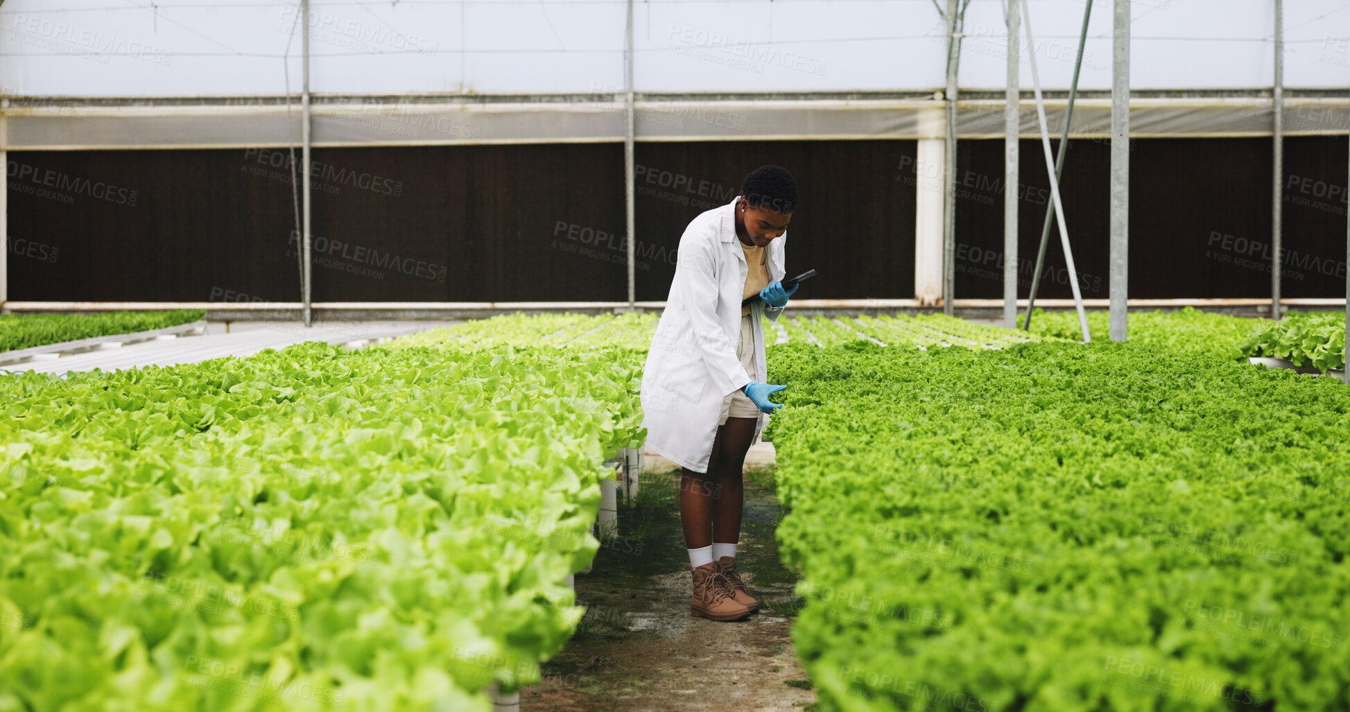 Buy stock photo Black woman, tablet and scientist in greenhouse for vegetables, review or inspection for growth. Person, agriculture and sustainability with tech, app or check with gmo leafy greens for agro research