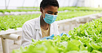 Black woman, scientist and vegetable inspection in greenhouse with face mask, growth and development. African person, ppe and quality control with gmo crops, check or leafy greens with sustainability
