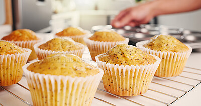 Buy stock photo Baker, hand and muffin in kitchen with poppyseed, sweet treat and homemade snack preparation. Person, gluten free cupcake and baked goods in home for dessert, recipe and cool down for breakfast food.