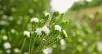 Bush, nature and white flowers outdoor in spring, botany and buchu in garden ecosystem. Natural beauty, plants and growth with petals, floral environment and fynbos in bloom closeup on background