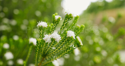 Buy stock photo Bush, nature and white flowers outdoor in spring, botany and buchu in garden ecosystem. Natural beauty, plants and growth with petals, floral environment and fynbos in bloom closeup on background