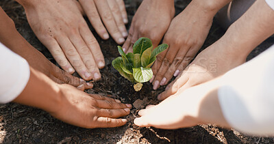 Buy stock photo Fertilizer, plant and hands of volunteers in nature for sustainability community service. Non profit, outdoor and ngo people with soil for leaf growth with charity event at park for earth day.