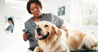 Buy stock photo Vet, tools and woman with dog in clinic for animal care, grooming and medical checkup. Veterinarian, shelter and person with Golden Retriever for examination, wellness and assessment for health