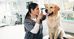 Vet, ears and woman with dog in clinic for for animal care, grooming and medical checkup. Veterinarian, shelter and person with Golden Retriever for examination, wellness and assessment for health