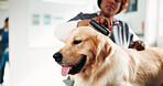 Vet, brush and woman with dog in clinic for for animal care, grooming and medical checkup. Veterinarian, shelter and person with Golden Retriever for examination, wellness and assessment for health