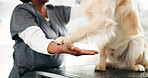 Veterinary, dog and woman in clinic, paw and appointment with healthcare, trust and wellness. Person, inspection and professional at animal shelter, checkup and consultation with golden retriever