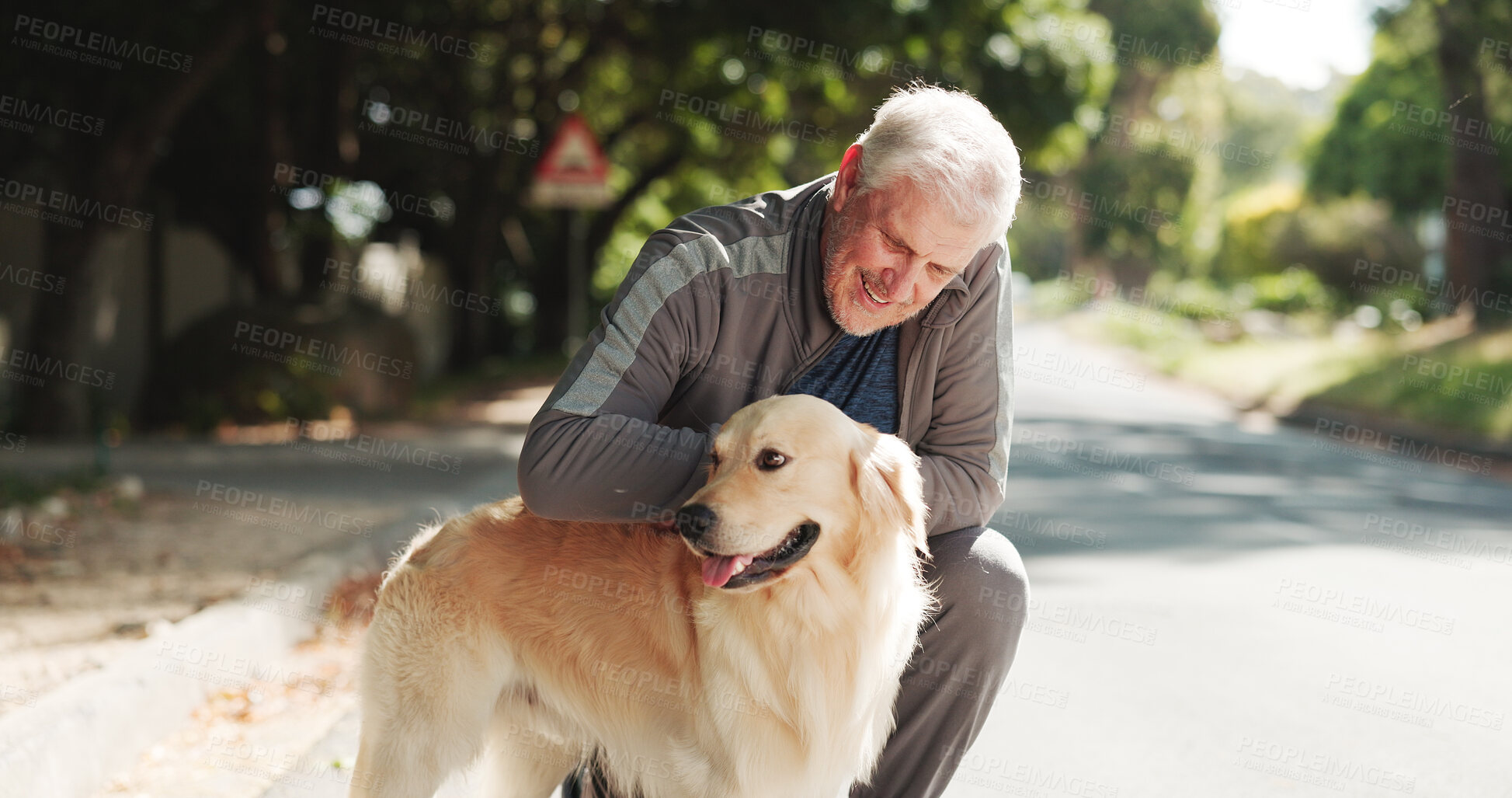 Buy stock photo Happy, park and senior man with dog for fresh air, walking and exercise together for animal care. Retirement, morning and elderly person with Golden Retriever outdoor for wellness, health and bonding