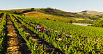 Landscape, vineyard and people at farm in nature, outdoor and above for crops with eco friendly agriculture. Countryside, group and tour guide for fruit production with sustainability, sky or summer