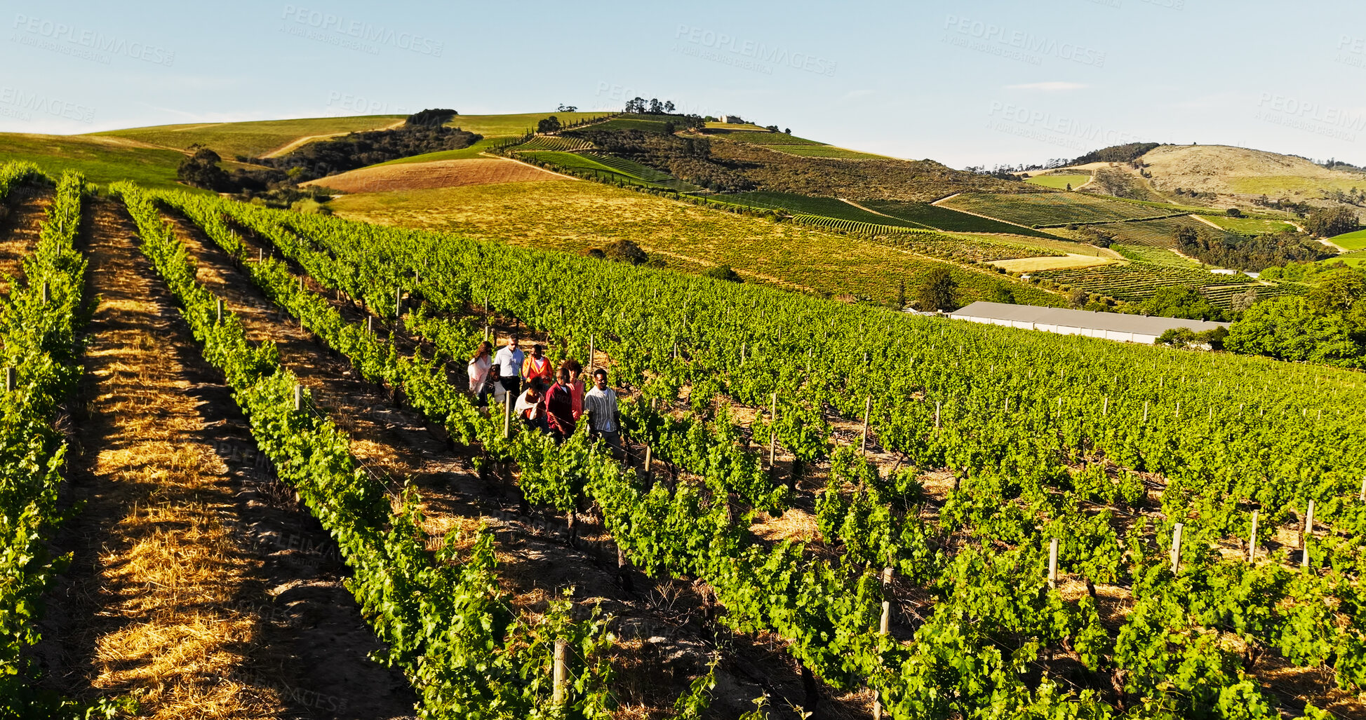 Buy stock photo Aerial, vineyard and people at farm in nature, outdoor and above for crops with eco friendly agriculture. Countryside, group and tour guide for fruit production with sustainability, sky or summer