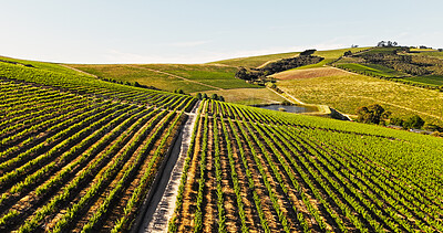 Buy stock photo Landscape, vineyard and grape farming in nature, outdoor and row for crops with eco friendly agriculture. Countryside, trees and fruit production with sustainability, sky or summer with horizon