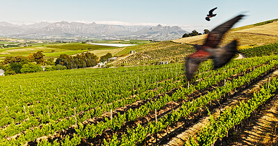 Buy stock photo Birds, blue sky and farm landscape with vineyard for agriculture, sustainability or wine. Green, space and vegetation with wildlife flying outdoor at field for growth of organic produce from above