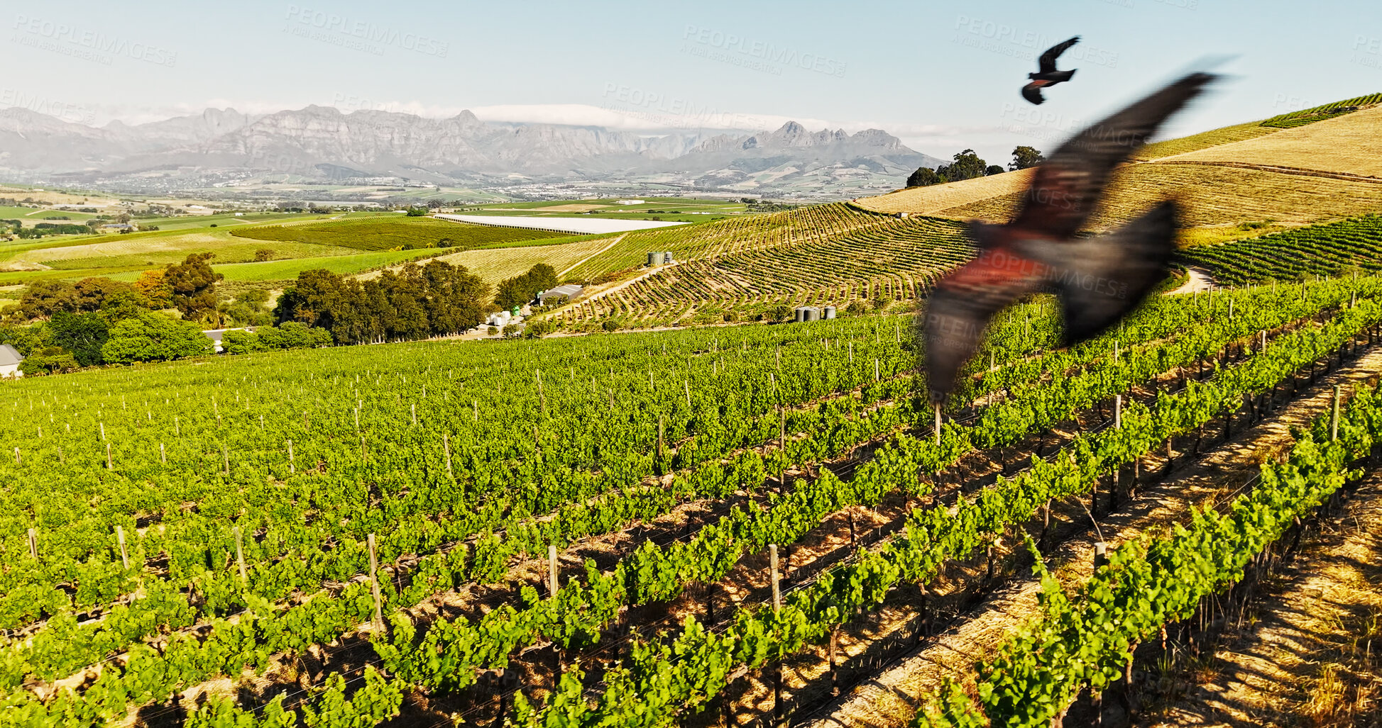 Buy stock photo Birds, blue sky and farm landscape with vineyard for agriculture, sustainability or wine. Green, space and vegetation with wildlife flying outdoor at field for growth of organic produce from above