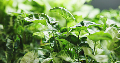 Buy stock photo Environment, leaf and growth with plants in nursery for sustainability, agro startup or eco friendly. Gardening maintenance, organic and botany with sprout in shop for small business and horticulture