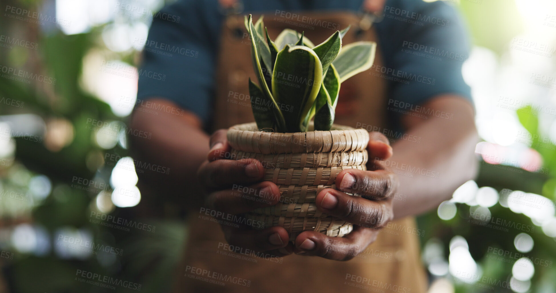 Buy stock photo Pot, leaf and growth with hands in store for florist, environmental care and gardening check. Sustainability, organic and nursery product with person and plant in shop for quality assurance and eco