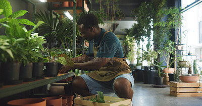 Buy stock photo Soil, plant and inspection with black man in nursery for quality control, botany specialist and entrepreneur. Small business, garden inventory and leaf fertilizer with person for eco friendly store