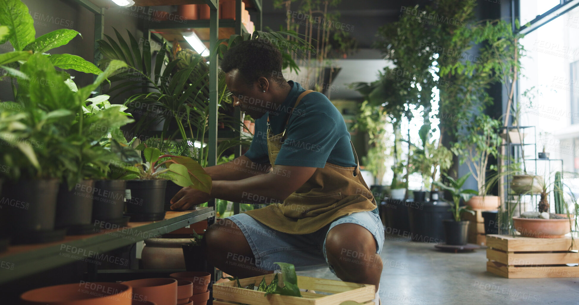 Buy stock photo Soil, plant and inspection with black man in nursery for quality control, botany specialist and entrepreneur. Small business, garden inventory and leaf fertilizer with person for eco friendly store