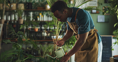 Buy stock photo Water, plant and growth with black man in nursery for quality control, botany specialist and entrepreneur. Small business, gardening maintenance and leaf fertilizer with person for eco friendly store