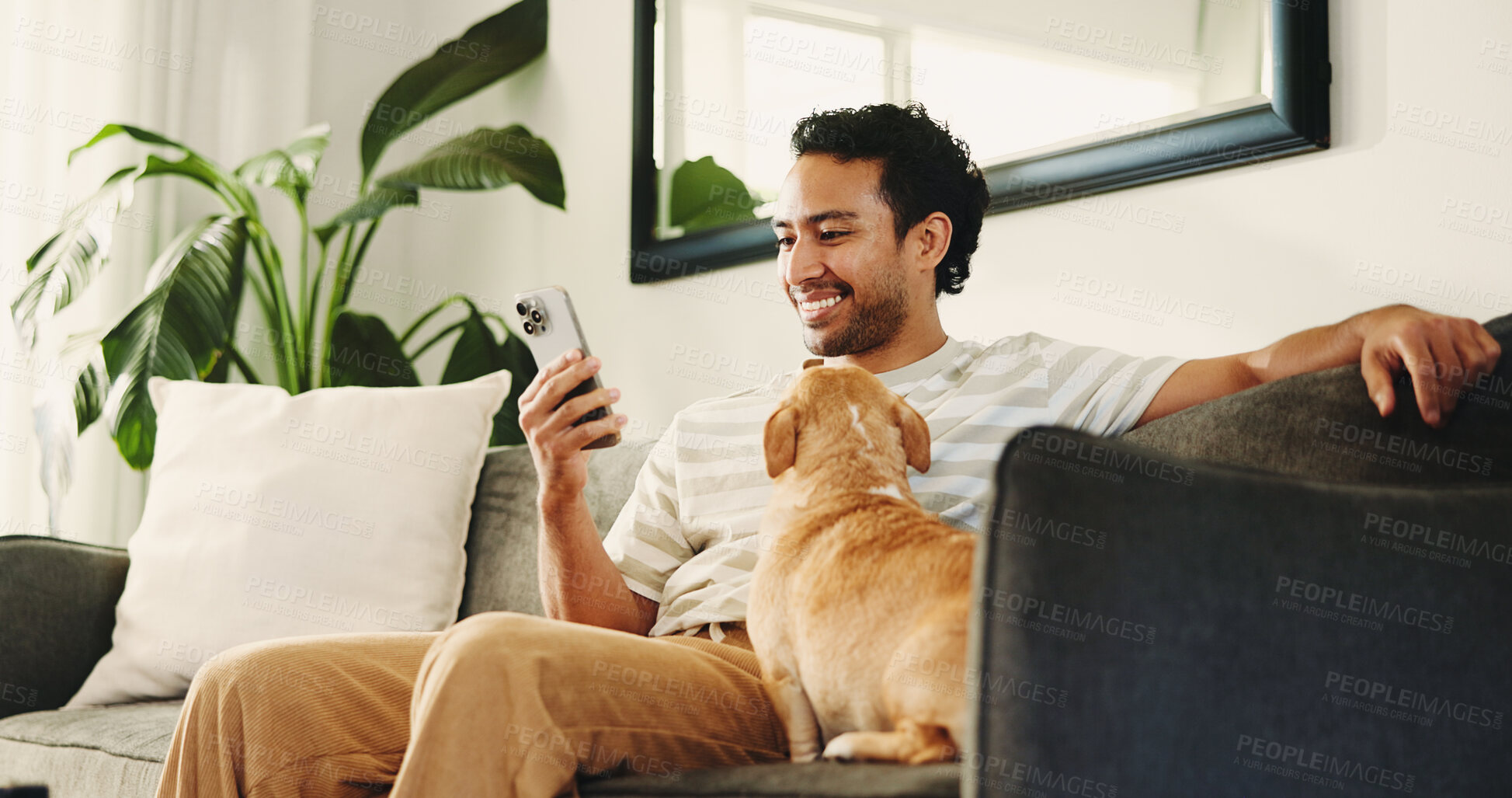 Buy stock photo Home, smartphone and man on sofa, dog and relax with subscription for animal insurance. Apartment, pet owner and happy person with cellphone, app and care with social media, comfortable and companion