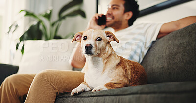 Buy stock photo Home, phone call and man on sofa, dog and relax with communication in living room. Apartment, pet owner and happy person on couch, smartphone and talking to contact, animal care and app for chatting