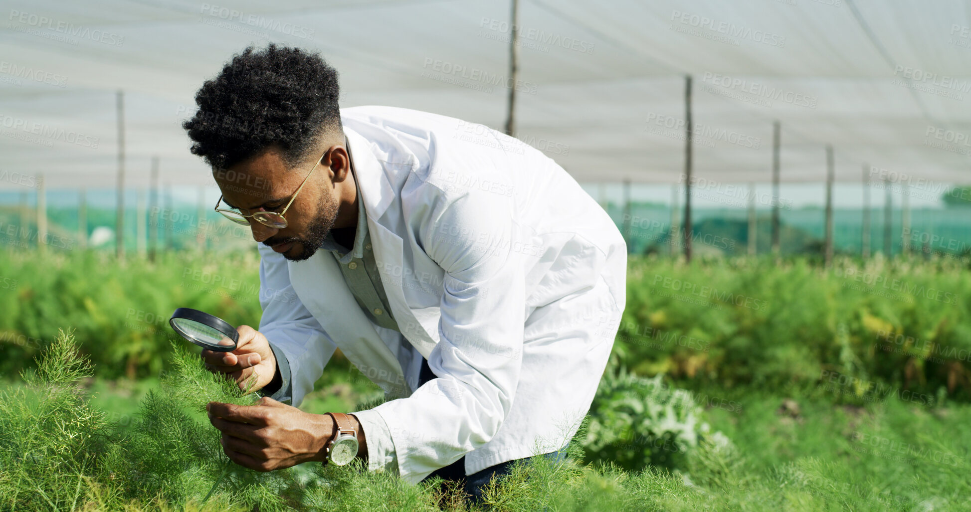 Buy stock photo Outdoor, plants and man with magnifying glass, inspection and check for pest damage, vision or study. Agriculture, botanist and person with glasses in nature, quality assurance and disease management