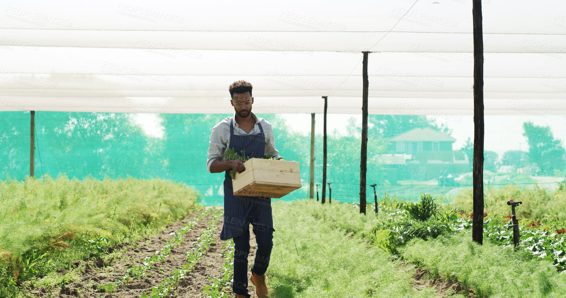 Buy stock photo Walking, vegetables and man with box in greenhouse for harvesting, sustainability or agro business. Seller, basket and male farmer with produce for agriculture, food or crops export in conservatory.