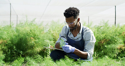 Buy stock photo Greenhouse, magnifying glass and African man with tablet, sample or gmo with app for crop inspection. Black person, agriculture or farmer with tech, genetic engineering or sustainability for growth