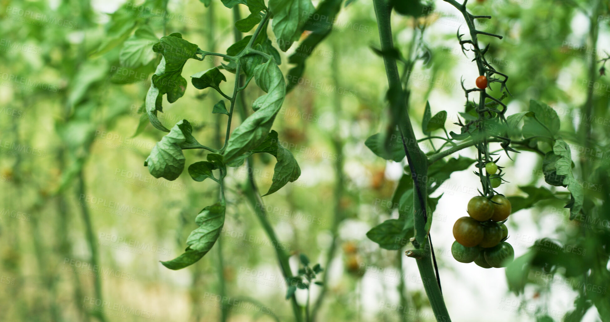 Buy stock photo Farm, agriculture and plants with tomato for growth, sustainability and ecology outdoor. Agro business, vegetables and food production with leaves, horticulture and eco friendly crops in nature
