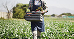 Delivery, vegetables and man with box outdoor for harvesting, sustainability or agro business. Seller, basket and male farmer with produce for agriculture, food or crops export in countryside.