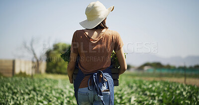 Buy stock photo Harvest, back or woman on field with crate, picking or vegetable production in agriculture industry. Organic, walk or farmer with produce, collection or crop gathering in sustainable business.