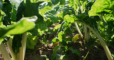 Buy stock photo Farm, vegetables and closeup of plants in soil for growth, harvest and agro business in nature. Agriculture, background and leaves of spinach crops for organic produce, natural food and health