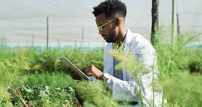 Buy stock photo Greenhouse, scientist and black man with typing for tablet, sample or gmo with app for crop inspection. Person, agriculture or farmer with tech, genetic engineering or sustainability for growth