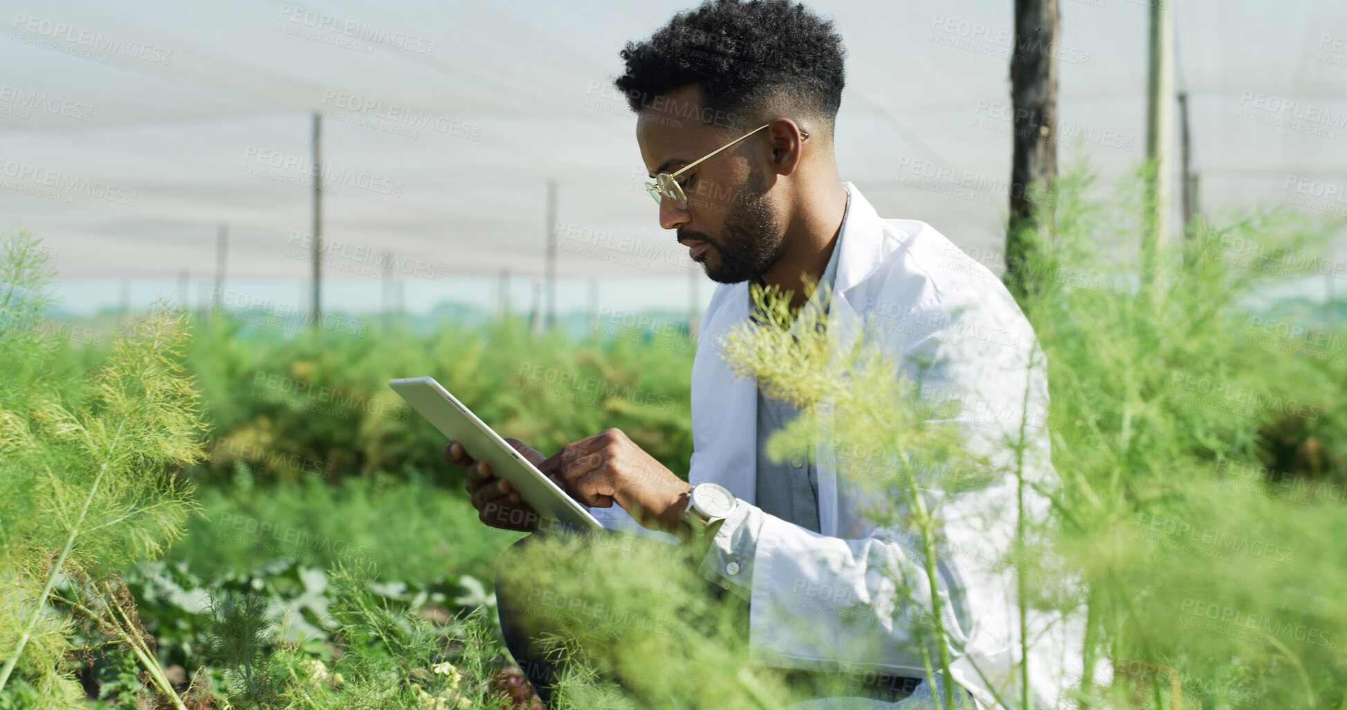 Buy stock photo Greenhouse, scientist and black man with typing for tablet, sample or gmo with app for crop inspection. Person, agriculture or farmer with tech, genetic engineering or sustainability for growth